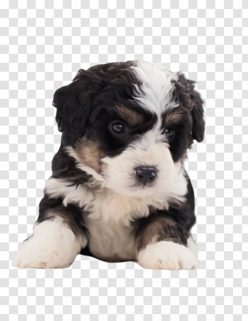 Cute Cartoon - Maltese Dog - Bichon Puppy Love Transparent PNG