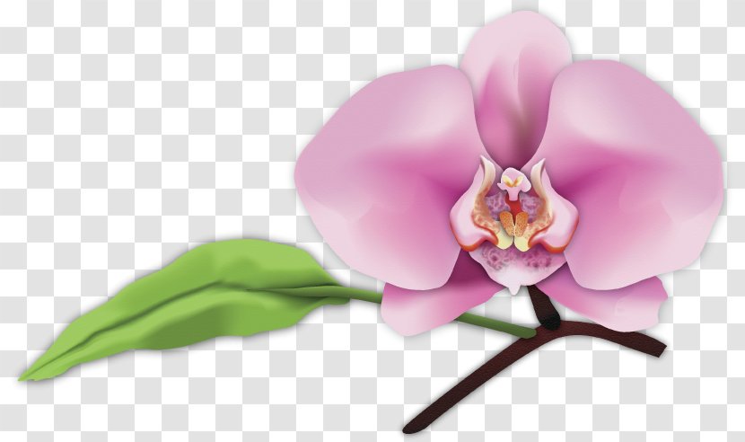Digital Art Moth Orchids Photography San Luis Obispo - Lilac - Orchid Leaves Transparent PNG