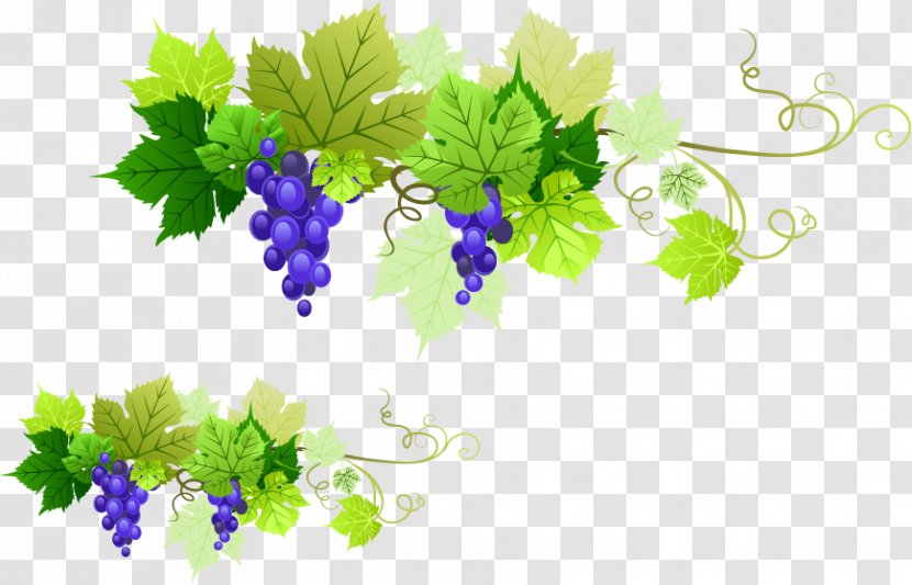 Kyoho Rosxe9 Grape Leaves - Leaf - Grapes Vector Material Transparent PNG