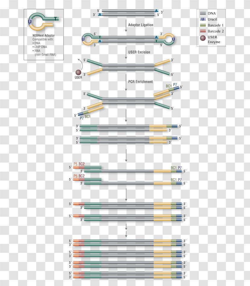 Primer Library Illumina Enzyme DNA - Dna - Heatmap Rna-seq Transparent PNG