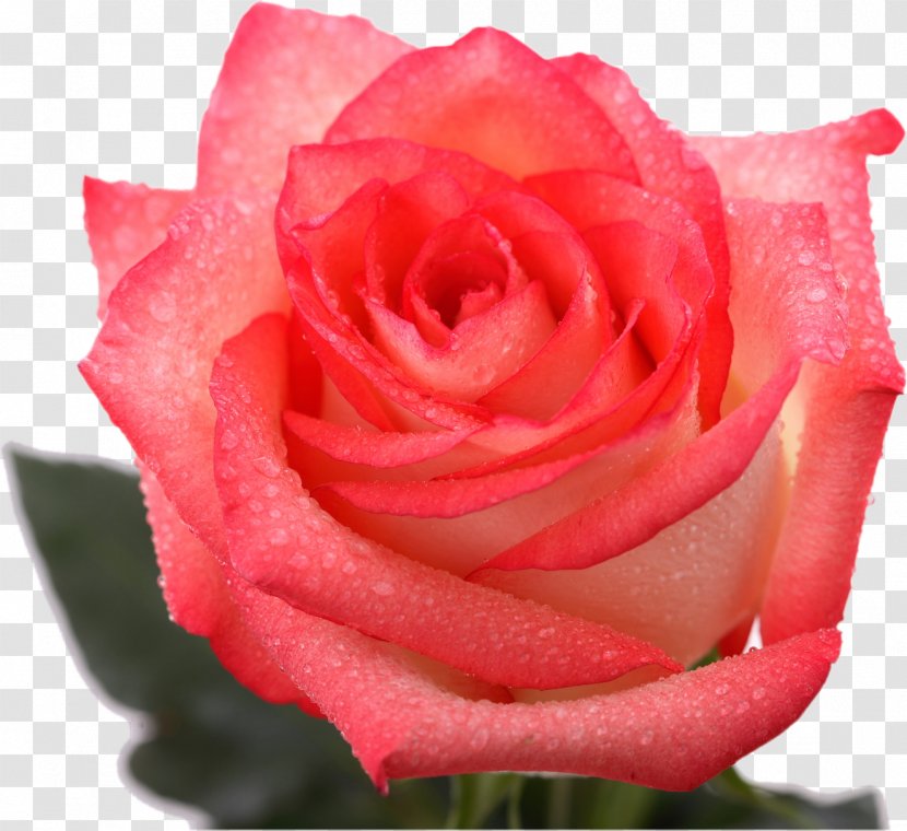Garden Roses Cabbage Rose Floribunda Cut Flowers Petal - Pink Transparent PNG