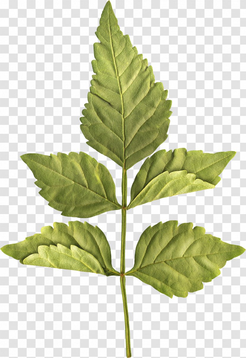 Leaf Centerblog Plant Stem - Flower - Green Leaves Transparent PNG