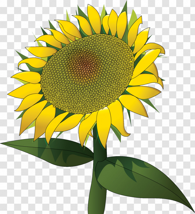 Sunflower Summer Flower Transparent PNG