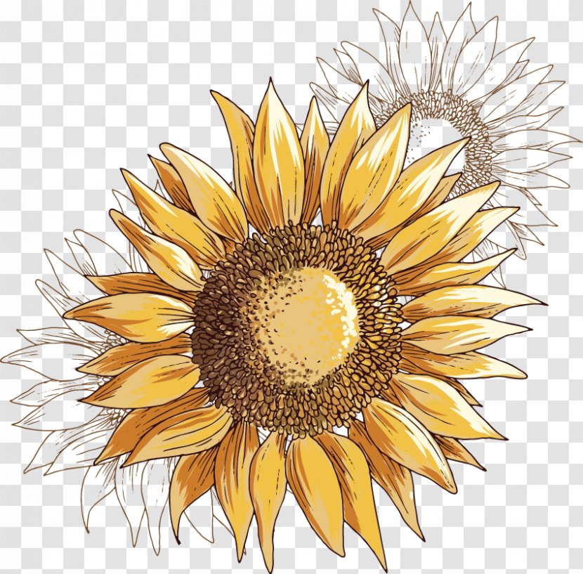 Common Sunflower Illustration - Seed - Hand-painted Transparent PNG
