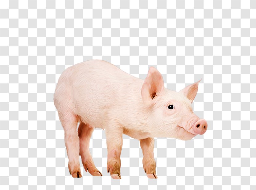 Domestic Pig Data Compression - Animal Transparent PNG