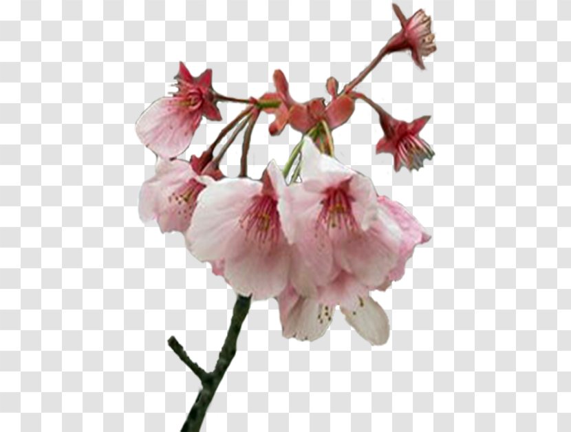 Flower Spring Cherry Blossom Plant Stem Bud Transparent PNG