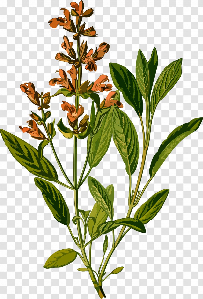 Common Sage Botanical Illustration Botany Drawing Medicinal Plants Transparent PNG