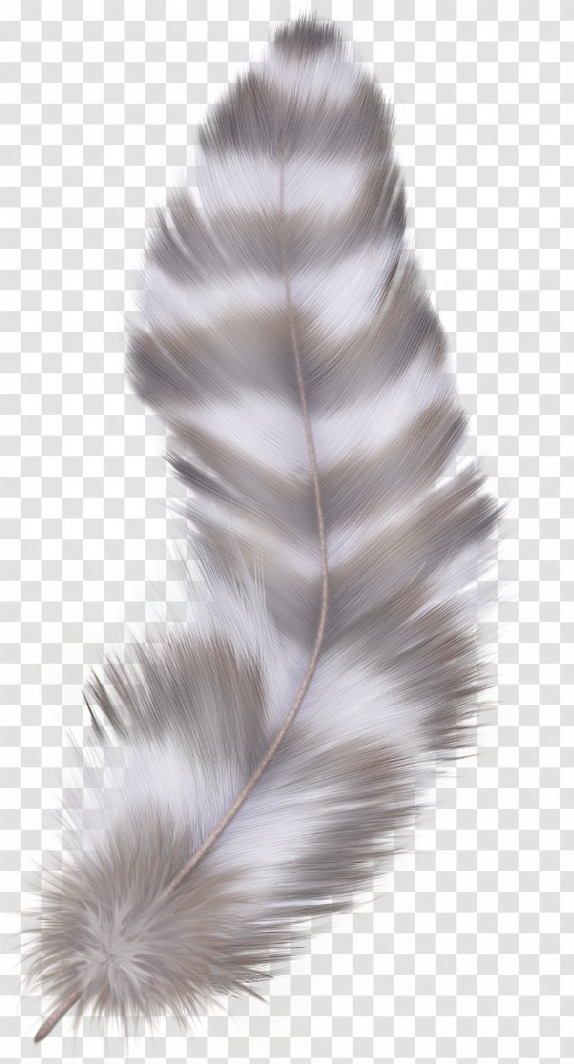 Bird Feather Asiatic Peafowl - Color Image Transparent PNG