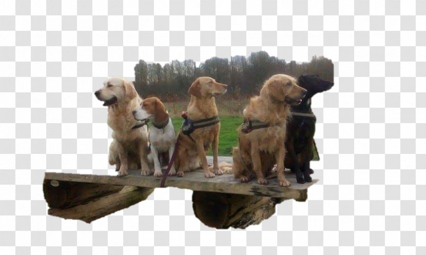 Golden Retriever Puppy Dog Breed Sporting Group - Snout Transparent PNG