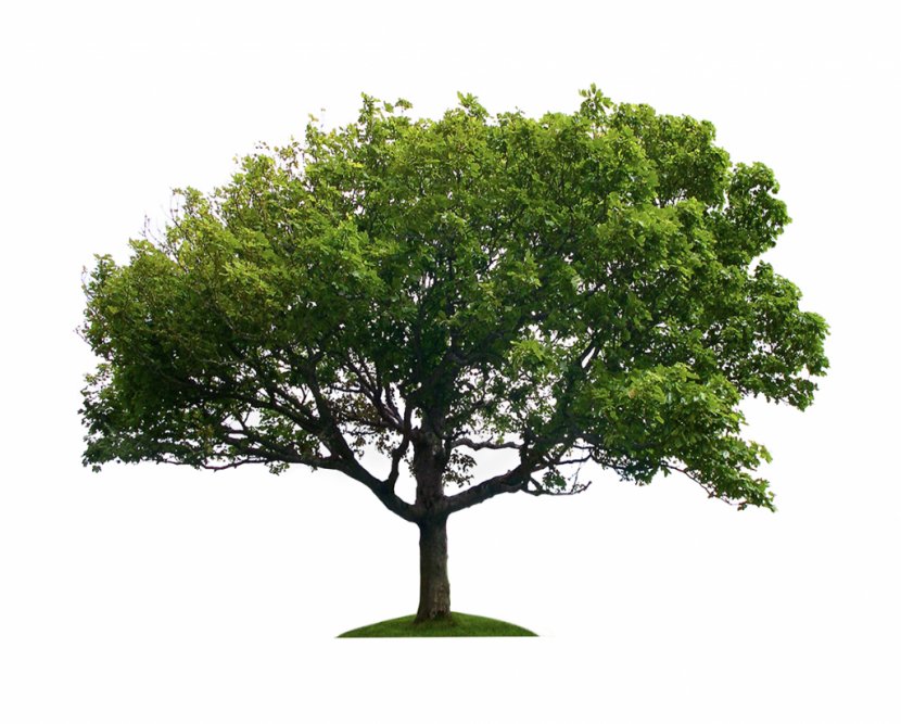 Stock Photography Tree - Plant Transparent PNG