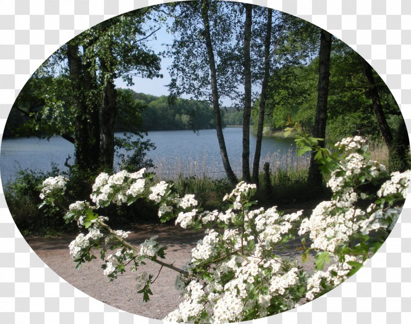 Flower Pond Garden Water Tree - Hawthorn Transparent PNG