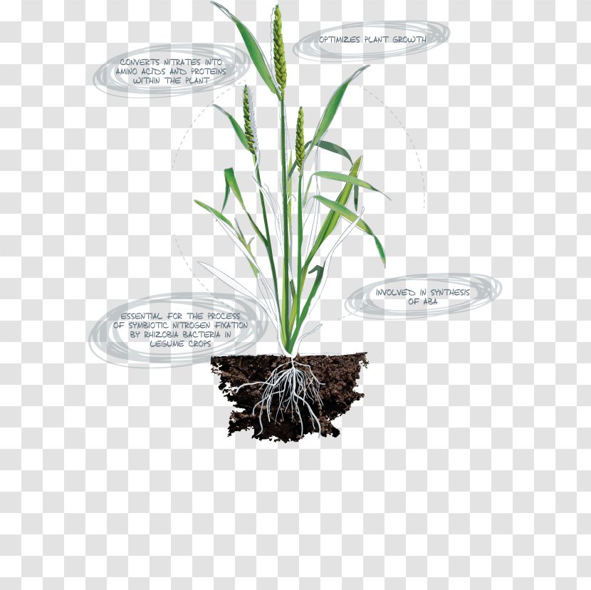 Micronutrient Deficiency Nitrogen Plant Transparent PNG