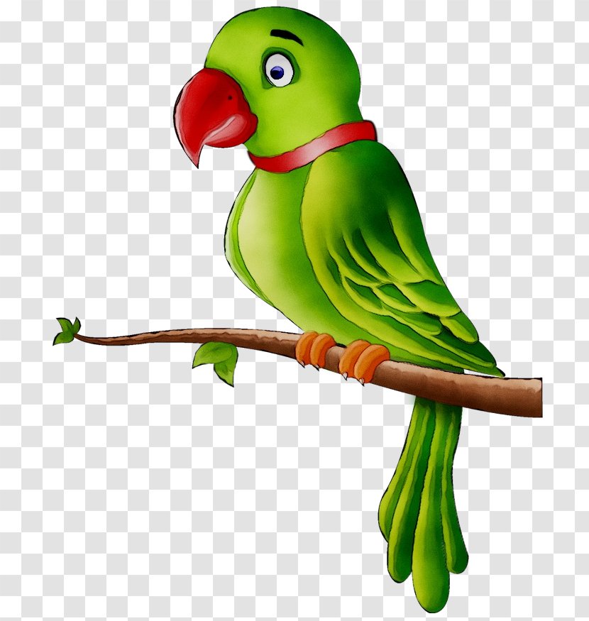 Bird Clip Art Macaw Budgerigar - Beak Transparent PNG