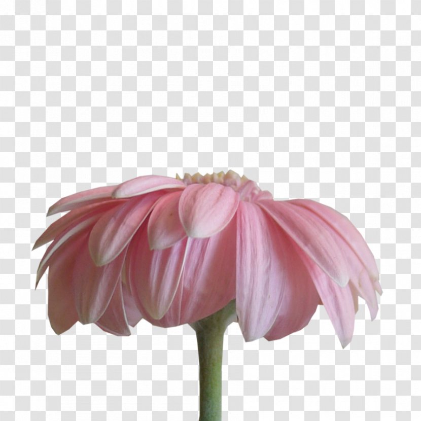 DeviantArt - Flowering Plant - Pink Table Transparent PNG