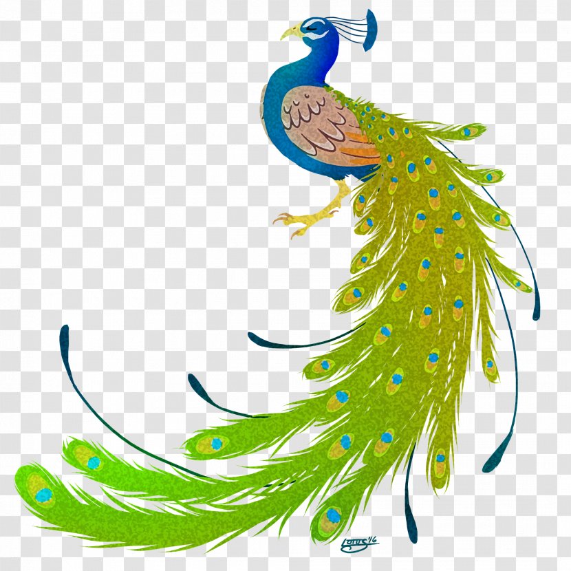 Bird Peafowl Feather Clip Art - Raccoon - Peacock Transparent PNG