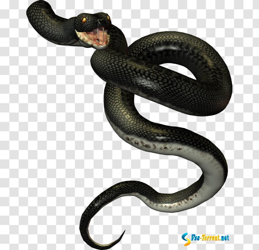 Mambas Kingsnakes Vipers Rattlesnake - Kingsnake - Anaconda Snake Transparent PNG