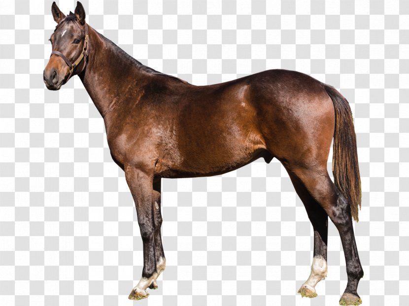 Andalusian Horse Mare Thoroughbred Stallion Cob - Equestrian - Mustang Transparent PNG