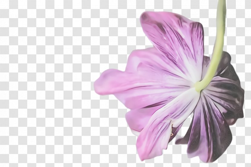 Purple Watercolor Flower - Mallow Family - Geraniaceae Tree Transparent PNG