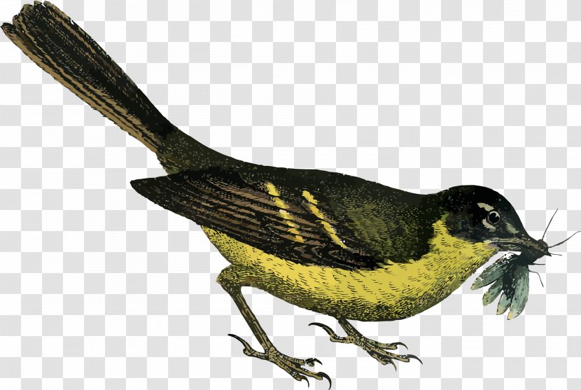 Clip Art - Organism - Little Yellow Bird Transparent PNG