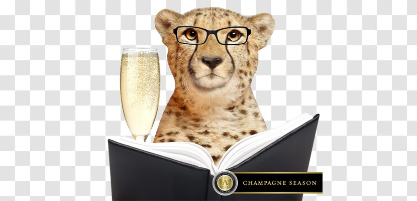 Champagne Cocktail Mimosa Lion - Cat Like Mammal - Peach Juice Splash Transparent PNG