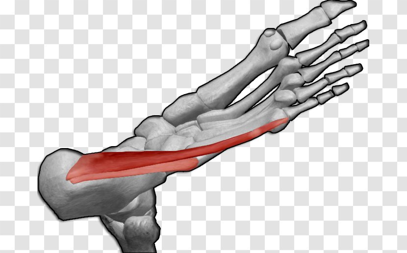 Thumb Abductor Digiti Minimi Muscle Of Foot Hand Hallucis - Heart - Dedo Transparent PNG