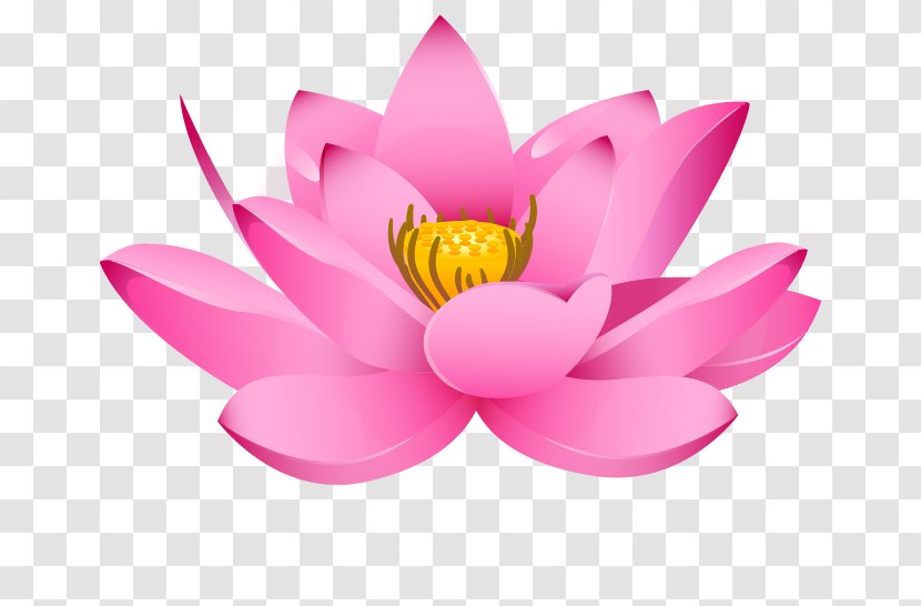 Nelumbo Nucifera Drawing Padma - Pink - Lotus Topic Transparent PNG