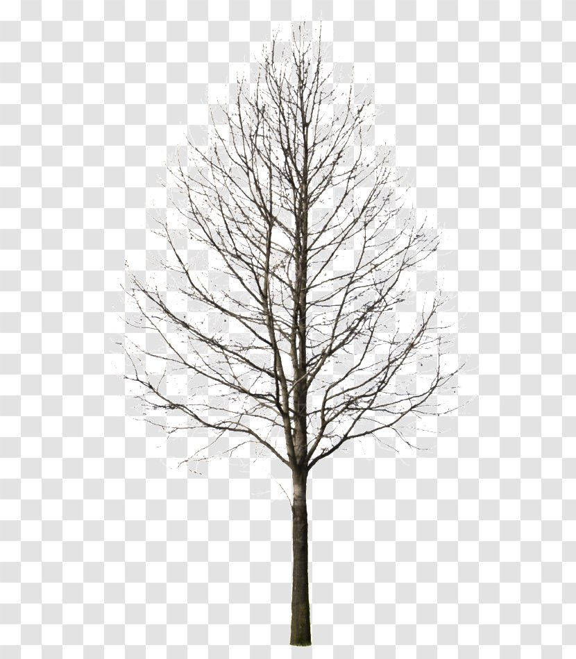 Larch Tree Deciduous - Woody Plant - Winter Summer Transparent PNG