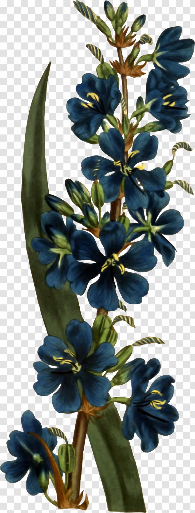 Aristea Botany The Woody Iridaceae: Nivenia, Klattia & Witsenia Botanical Illustration - Flora - Edible Goods Transparent PNG
