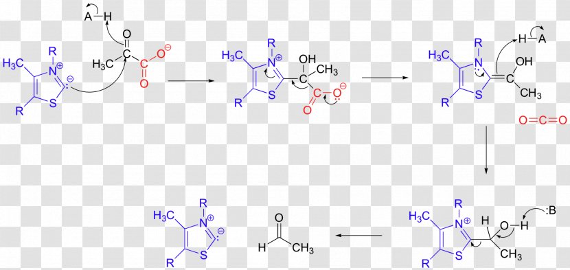 Decarboxylation Pyruvate Decarboxylase Pyruvic Acid Carboxylase Dehydrogenase - Can Modify Transparent PNG