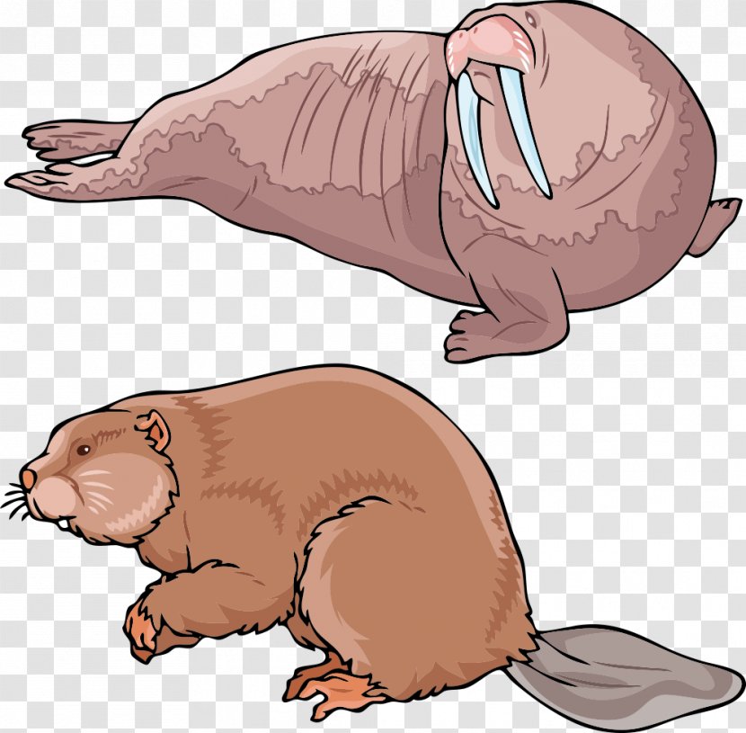 Earless Seal Walrus Sea Lion Beaver - Carnivoran - Cartoon Transparent PNG