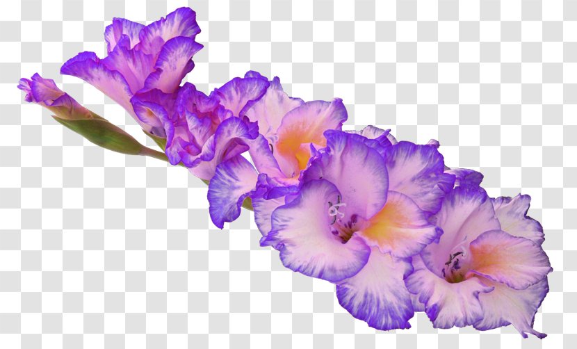 Gladiolus Flower Desktop Wallpaper Clip Art - Iris - Relatively Transparent PNG