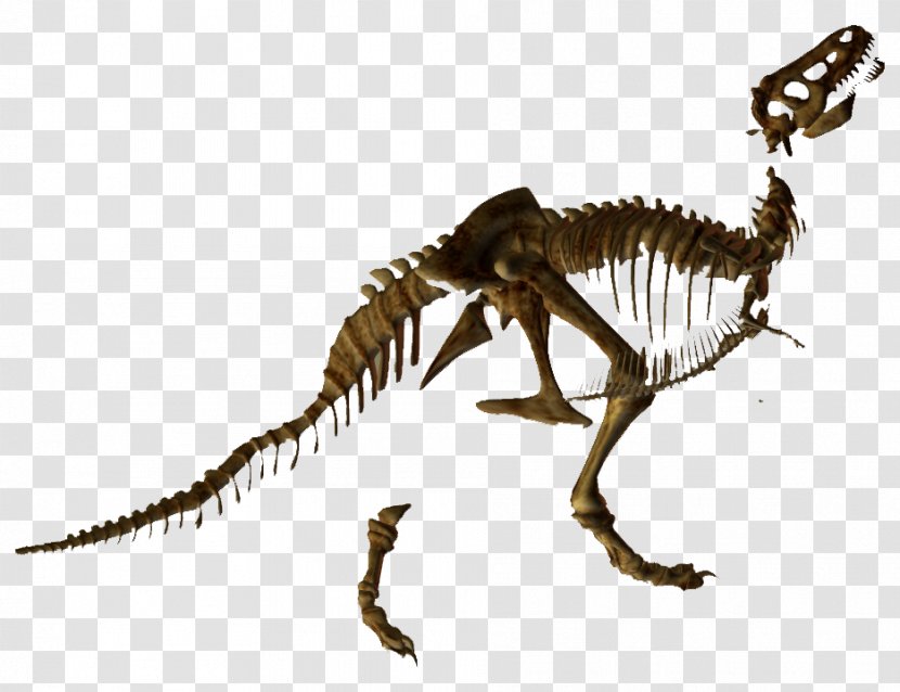 Tyrannosaurus Skeleton Velociraptor Dinosaur Animal Transparent PNG