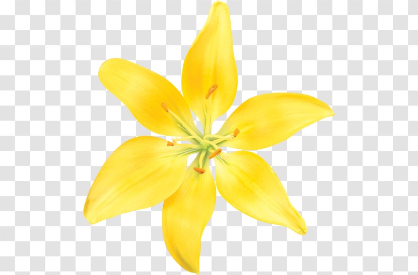 Lilium Cut Flowers Petal - Yellow - Flower Transparent PNG
