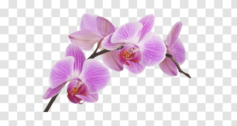 Orchids Fototapeta Flower Boat Orchid Plant - Paper Transparent PNG