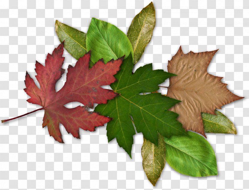 Maple Leaf - Plant - Bookmark Transparent PNG