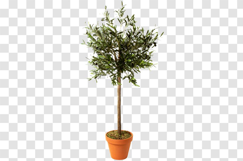 Flowerpot Paper Schefflera Arboricola Branch Tree - Trunk Transparent PNG