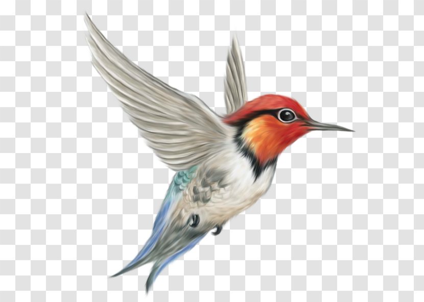 Hummingbird Clip Art - Scalable Vector Graphics - Flying Bird Transparent PNG