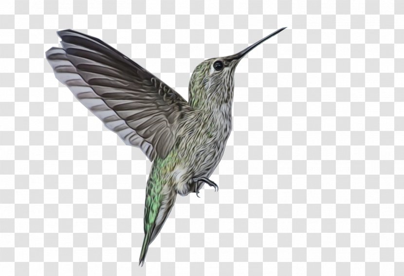 Bird Cartoon - Wing - Wildlife Transparent PNG