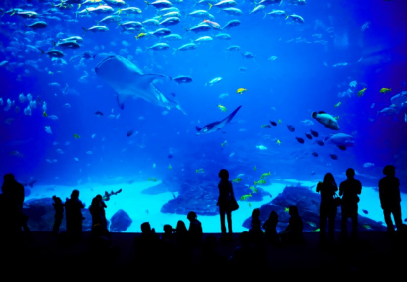Universal Studios Singapore Marine Life Park Underwater World, S.E.A. Aquarium Public Transparent PNG