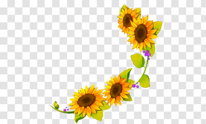 Four Cut Sunflowers Common Sunflower Seed - Flower Transparent PNG