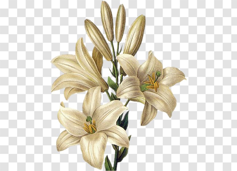 Botany Botanical Illustration Lilium 'Stargazer' Tiger Lily Drawing - Family - Flower Transparent PNG