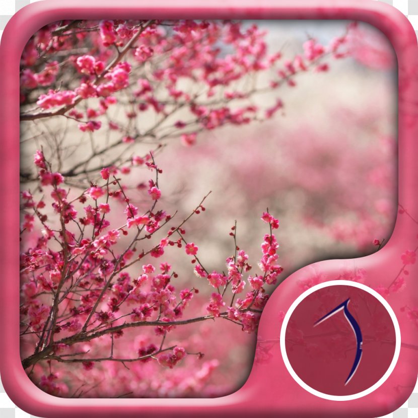 Cherry Blossom Desktop Wallpaper Transparent PNG