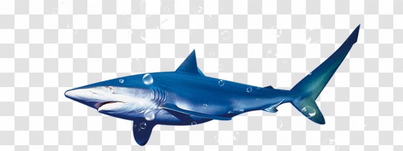 Blue Shark Tiger Transparent PNG