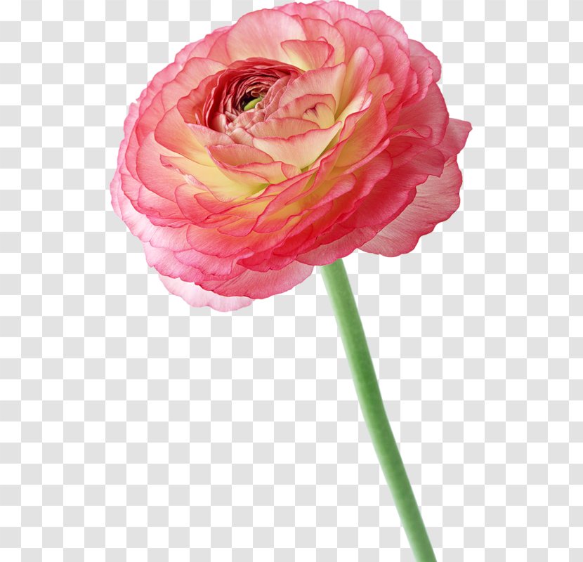 Flower Clip Art - Rose Order - Peony Transparent PNG