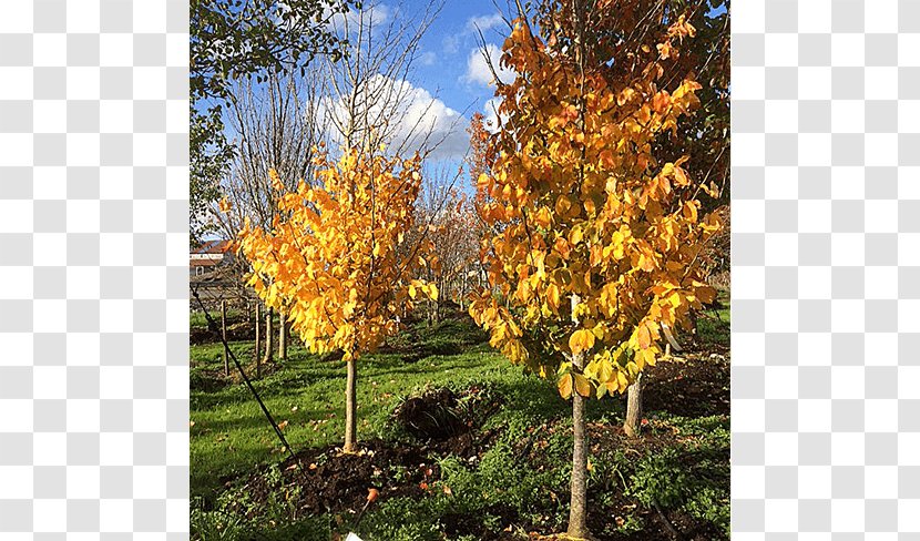 Sugar Maple Tree Acer Nigrum Autumn Shrub - Temperate Broadleaf And Mixed Forest - Deciduous Specimens Transparent PNG