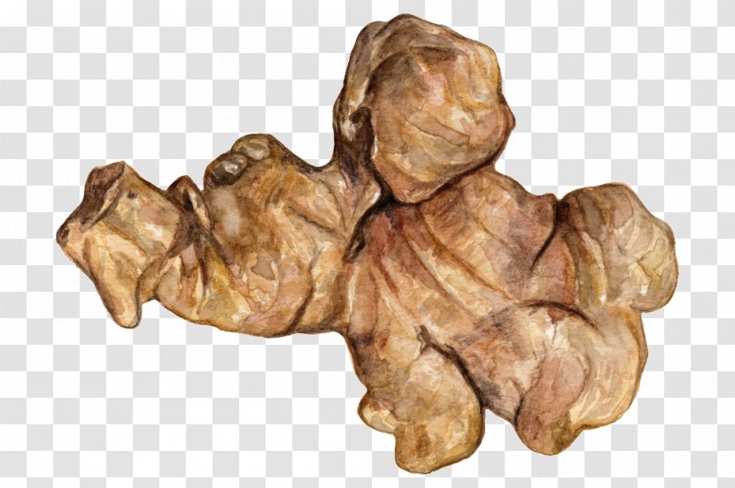 Artist Work Of Art Painting Ginger - Red Ginseng Transparent PNG