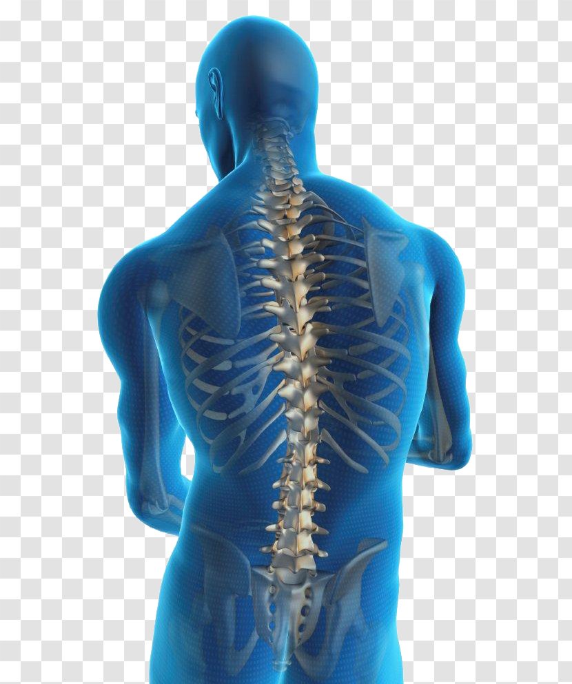 Low Back Pain Management Human Spinal Disc Herniation - Lumbar - Manual Mobilization Of The Joints Joint Examinatio Transparent PNG