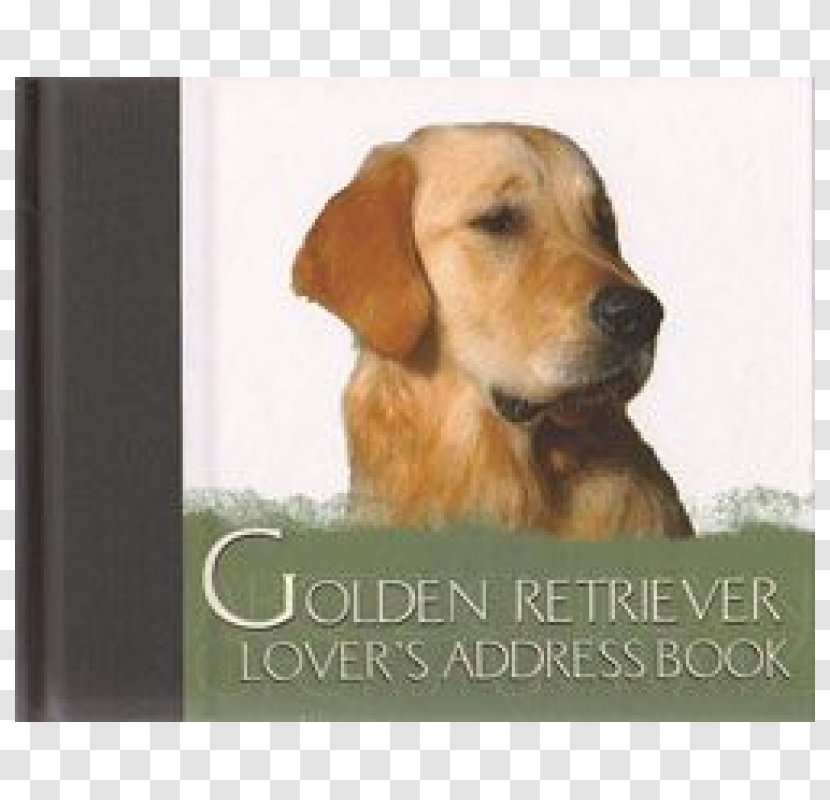 Golden Retriever Labrador Puppy Dog Breed Broholmer - Photo Caption Transparent PNG