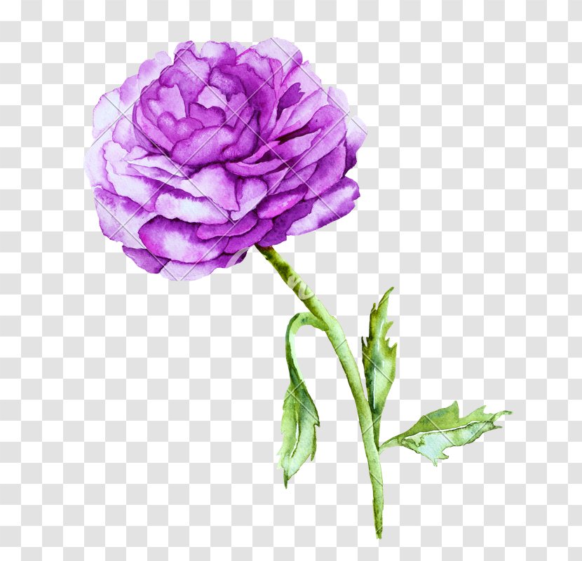 Violet Peony Watercolor Painting Photography - Carnation - Watercolour Flower Transparent PNG