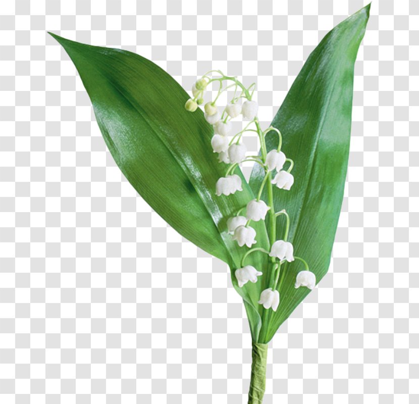 Lily Of The Valley Lilium Flower Arum-lily - Stargazer Transparent PNG